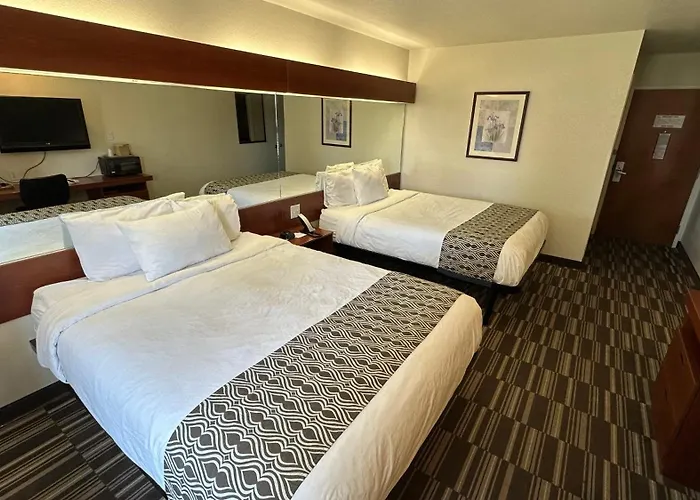 Best Dog Hotels in Miami for Pampered Pets