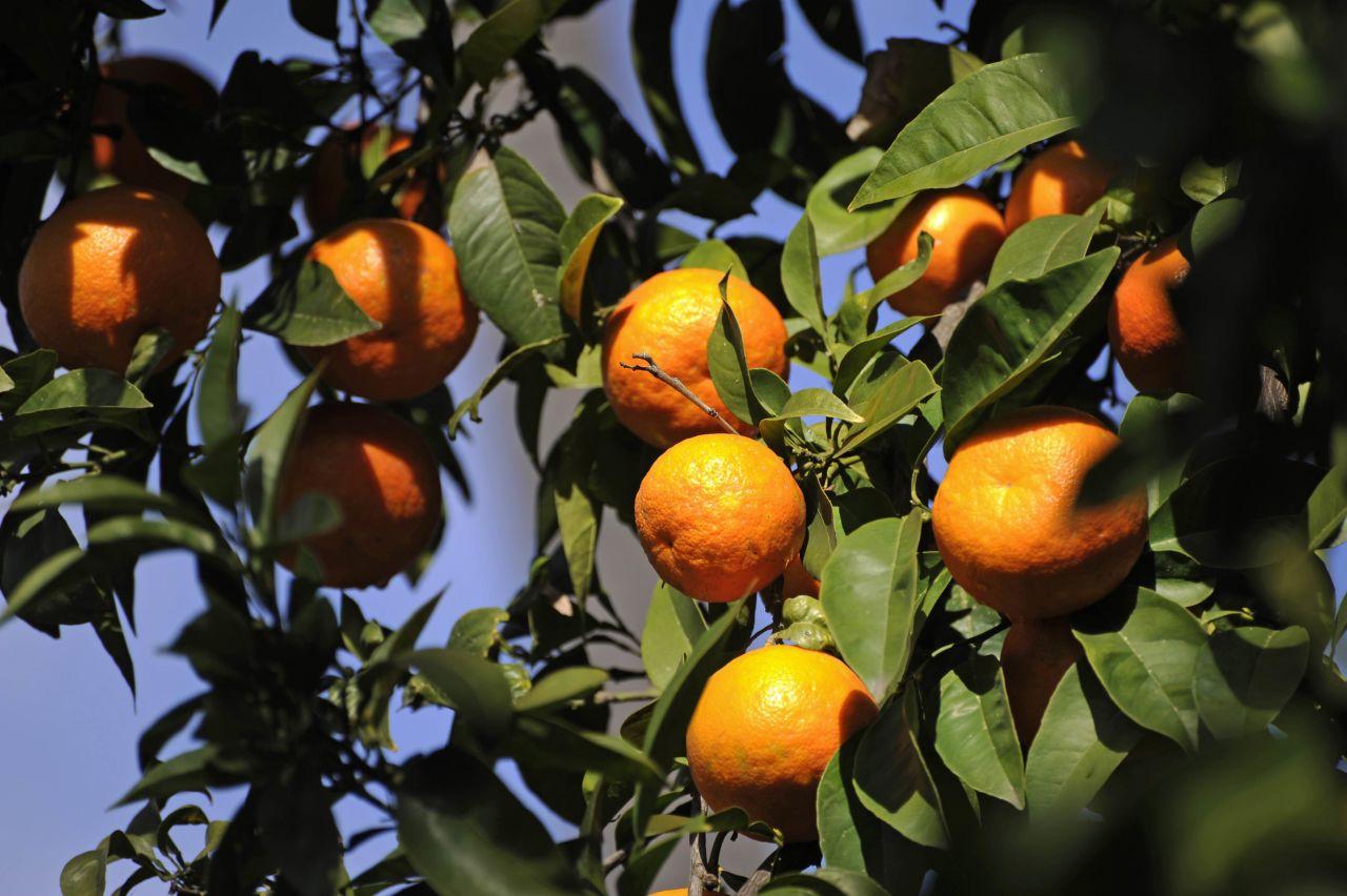 Ripe oranges hanging on the trees in the Spanish city of Seville.