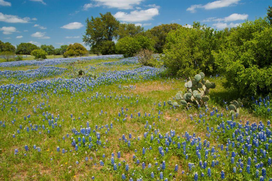 <strong>Hill Country: </strong>Located just north of San Antonio, the picturesque Texas Hill Country is known for its lush hills, dude ranches, recreational lakes, rodeos, and historic towns.