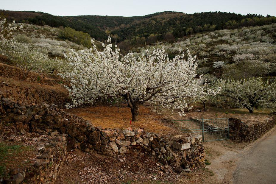 <strong>Jerte Valley, Plasencia, Extremadura: </strong>In Extremadura, on the Portuguese border, the Valle del Jerte is home to beautiful rolling landscapes.