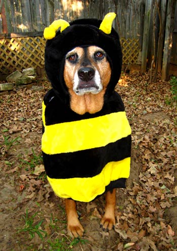 bee-for-web.jpg