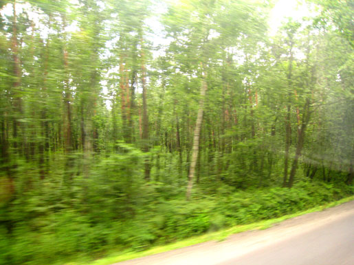 piny-woods piny-woods